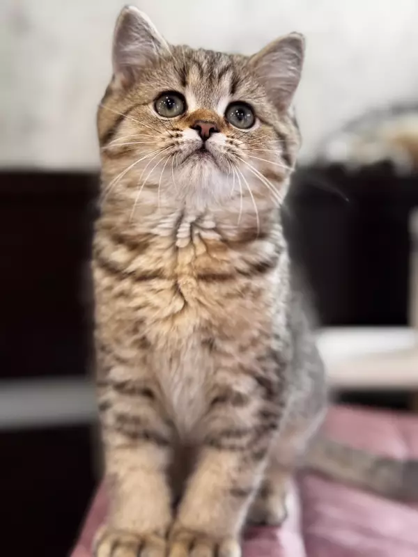 Шотландский котик 