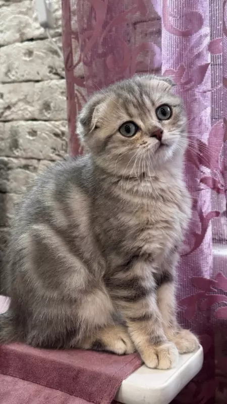 Шотландская вислоухая кошечка 