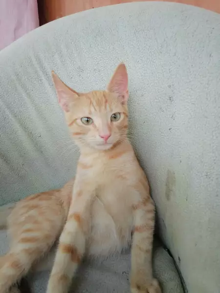 Нужен Дом Котятам