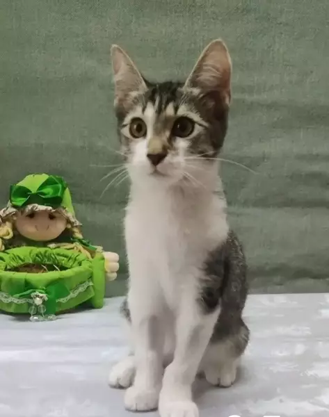 Нужен Дом Котятам