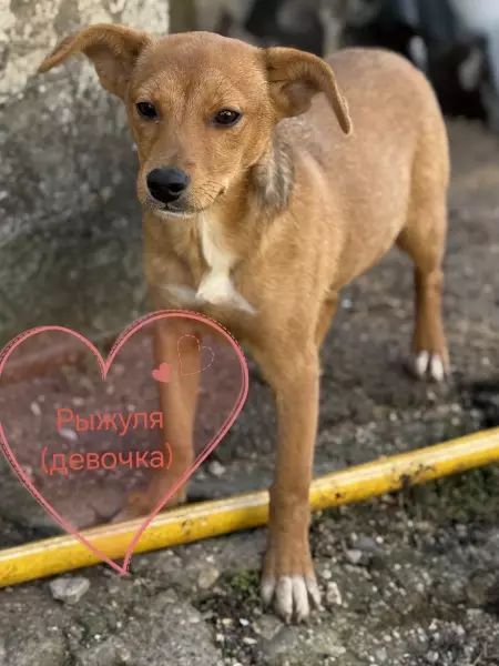 Щенкам срочно нужен дом!