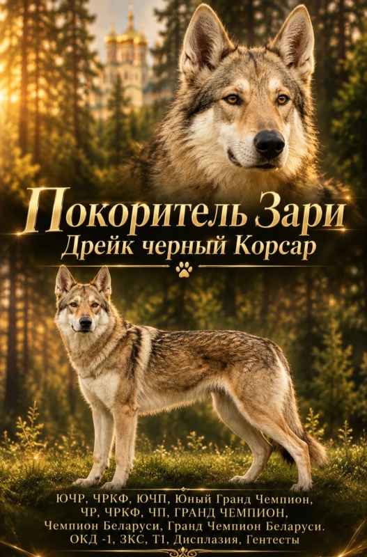 Профессиональный питомник Каменная Гора предлагает подрощенных детей Чехословацкой волчьей собаки!!! Также представлен кобель для вязки, лучший представитель своей породы, многократный призер выставок!!!