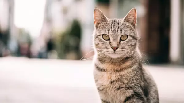 Как предотвратить заболевания печени у кошки: 5 случаев из практики
